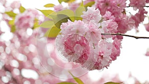 Beautiful spring flowers growing with flying blossoms. Cherry blossom in spring. Japanese sakura.