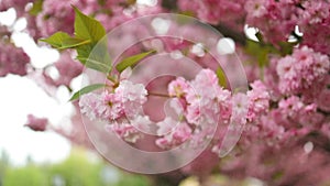 Beautiful spring flowers growing with flying blossoms. Cherry blossom in spring. Japanese sakura.