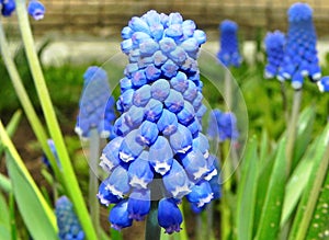 Beautiful spring flowers after hibernation.