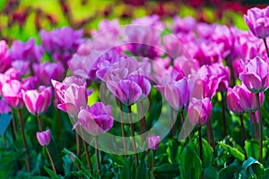 Beautiful spring flowers in Keukenhof garden , Holland