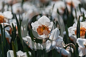 Beautiful spring flowers in Keukenhof garden , Holland