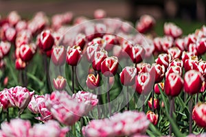 Beautiful spring flowers in Keukenhof garden , Holland