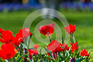 Beautiful spring flowers in Keukenhof garden , Holland