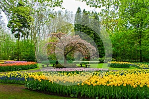 Beautiful spring flowers in Keukenhof park in Netherlands