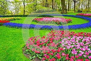 Beautiful spring flowers in Keukenhof park in Netherlands