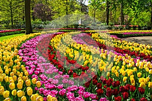 Beautiful spring flowers in Keukenhof park in Netherlands