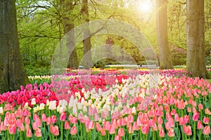 Beautiful spring flowers in Keukenhof park in Netherlands