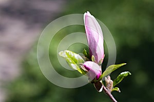 Beautiful spring flowers magnolia blossoming over blurred nature background, selective focus