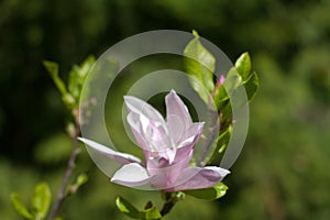 Beautiful spring flowers magnolia blossoming over blurred nature background, selective focus