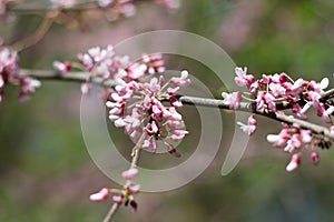 Beautiful spring flowers magnolia blossoming over blurred nature background, selective focus