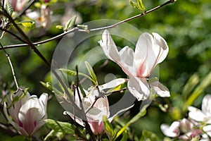 Beautiful spring flowers magnolia blossoming over blurred nature background, selective focus