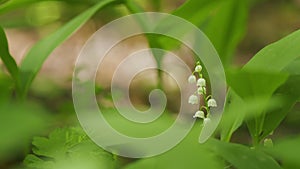 Beautiful spring flowers. May bells, may lily, lily of valley, convallaria, and muguet. Slow motion.