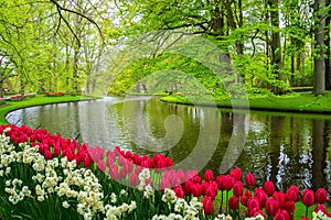 Beautiful spring flowers near pond in Keukenhof park in Netherlands