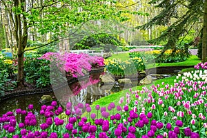 Beautiful spring flowers near pond in Keukenhof park in Netherlands