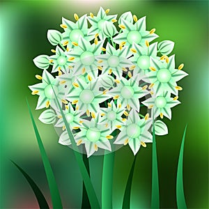 Beautiful spring flowers Onion. Cards or your design with space for text.