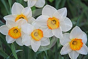 Beautiful spring flowers outdoors in nature, daffodils