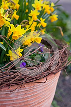 Beautiful spring flowers in a pot