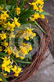 Beautiful spring flowers in a pot