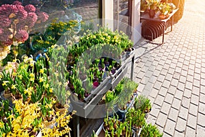 Beautiful spring flowers - potted daffodils, hyacinths, tulips in front of flower shop