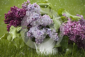 Beautiful spring flowers. purple lilac in white vase on grass green background