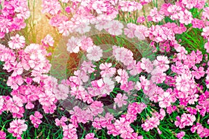 Beautiful spring flowers Rose Maiden Pinks growing in the garden on a sunny day, background for design, natural wallpaper