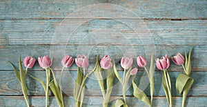 beautiful spring flowers, row of pink tulips flowers on wooden blue background, concept