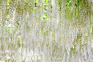 Beautiful spring flowers series, wisteria trellis in garden