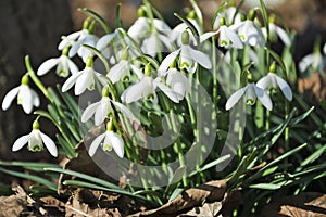 Beautiful spring flowers snowdrops, Galanthus nivalis.