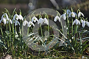 Beautiful spring flowers snowdrops, Galanthus nivalis.