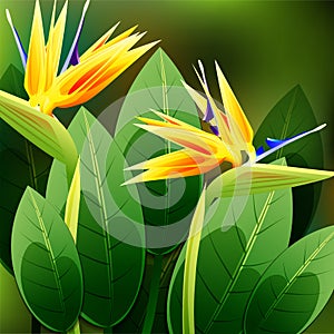 Beautiful spring flowers Strelitzia Reginae. Cards or your design with space for text.