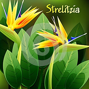 Beautiful spring flowers Strelitzia Reginae. Cards or your design with space for text. Vector