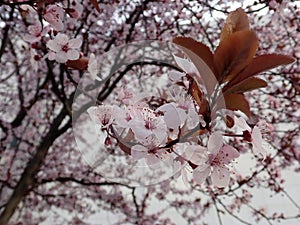 Beautiful spring flowers tree in a bloom, blurred background