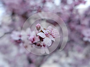 Beautiful spring flowers tree in a blurred background