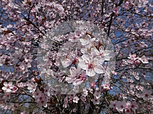 Beautiful spring flowers tree in a blurred background