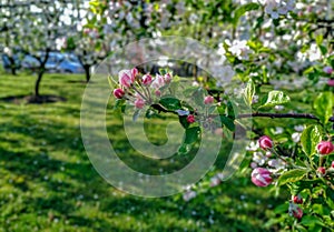 Beautiful spring flowers on the trees in the nature and soft green grass on sunny blue sky warm day picnic park closeup