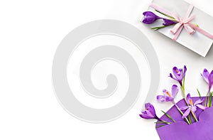 Beautiful spring flowers violet crocuses in postal envelope and white gift box with pink ribbon and bow on a white background