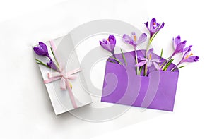 Beautiful spring flowers violet crocuses in postal envelope and white gift box with pink ribbon and bow on a white background.