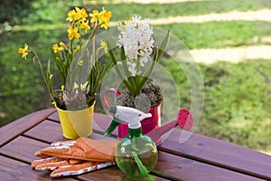 Beautiful spring flowers in watering cans