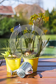 Beautiful spring flowers in watering cans