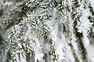 Snowy pine branches, winter Tatras. Winter in the Tatras