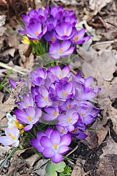 Beautiful spring flowers. Wild crocuses in the forest. Holiday background. Fresh natural beautiful flowers