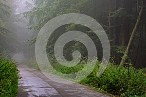 Beautiful spring in the forest,, tree, road