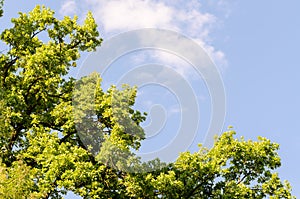 Beautiful Spring forest. Young green leaves of the oak trees against bright spring blue sky and sun rises