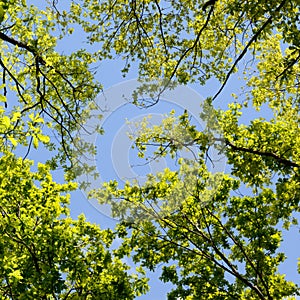 Beautiful Spring forest. Young green leaves of the oak trees against bright spring blue sky and sun rises.