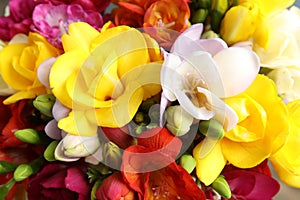 Beautiful spring freesia flowers as background
