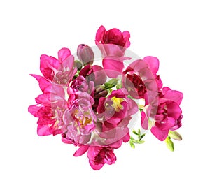 Beautiful spring freesia flowers isolated on white