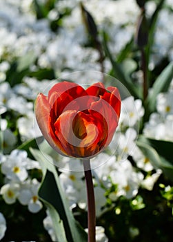 Single Red Tulip with white Violet Flowers photo