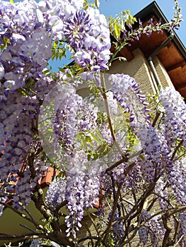 beautiful spring garden with wisteria Tuscany Italy