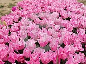 Beautiful spring garden with vibrant pink tulips.