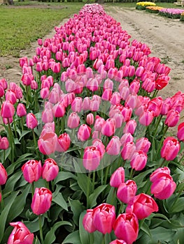 Beautiful spring garden with vibrant pink tulips.